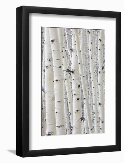 Aspens in Gunnison National Forest Colorado, USA-Charles Gurche-Framed Photographic Print