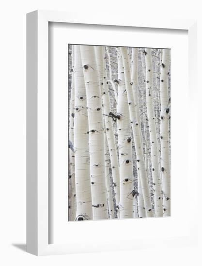 Aspens in Gunnison National Forest Colorado, USA-Charles Gurche-Framed Photographic Print