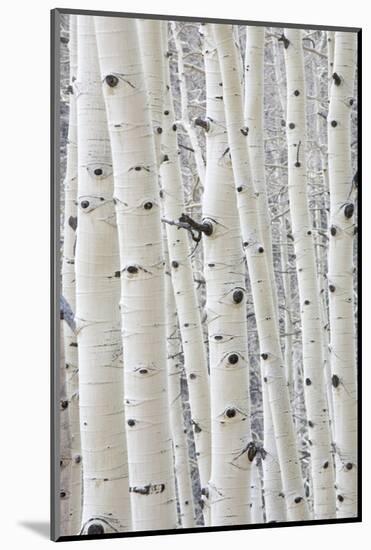 Aspens in Gunnison National Forest Colorado, USA-Charles Gurche-Mounted Photographic Print