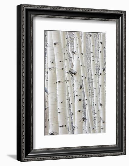 Aspens in Gunnison National Forest Colorado, USA-Charles Gurche-Framed Photographic Print