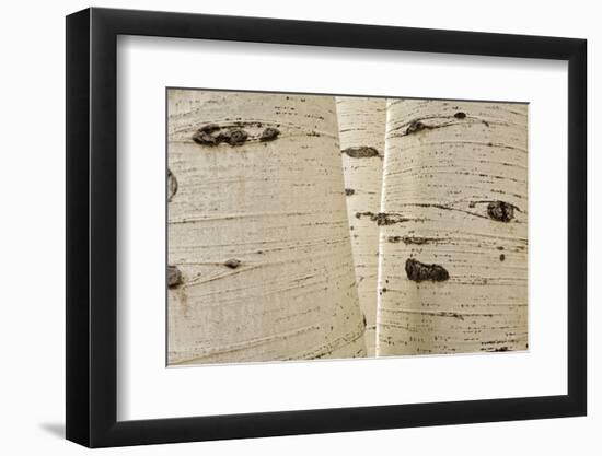 Aspens in Gunnison National Forest Colorado, USA-Charles Gurche-Framed Photographic Print