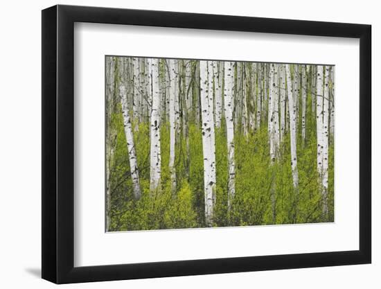 Aspens in Gunnison National Forest Colorado, USA-Charles Gurche-Framed Photographic Print