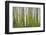 Aspens in Gunnison National Forest Colorado, USA-Charles Gurche-Framed Photographic Print