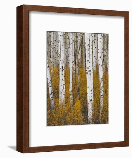 Aspens in Gunnison National Forest Colorado, USA-Charles Gurche-Framed Photographic Print