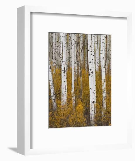 Aspens in Gunnison National Forest Colorado, USA-Charles Gurche-Framed Photographic Print