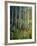 Aspens in Spring-Patrick-Framed Giclee Print