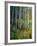 Aspens in Spring-Patrick-Framed Giclee Print