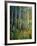 Aspens in Spring-Patrick-Framed Giclee Print