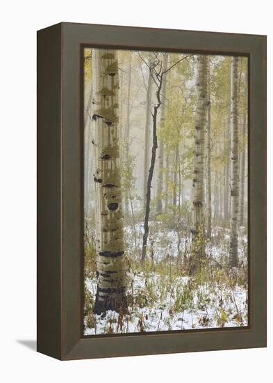 Aspens in the Fall in Fog, Grand Mesa National Forest, Colorado-James Hager-Framed Premier Image Canvas