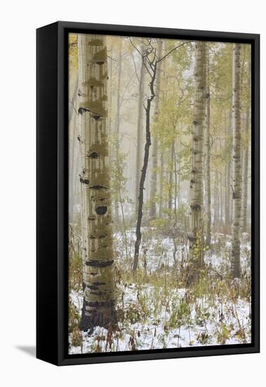 Aspens in the Fall in Fog, Grand Mesa National Forest, Colorado-James Hager-Framed Premier Image Canvas