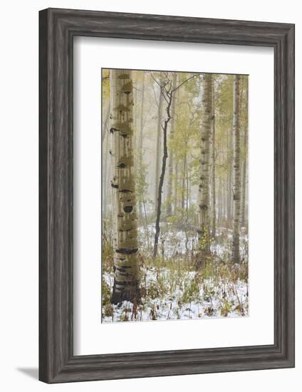 Aspens in the Fall in Fog, Grand Mesa National Forest, Colorado-James Hager-Framed Photographic Print