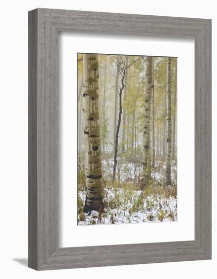 Aspens in the Fall in Fog, Grand Mesa National Forest, Colorado-James Hager-Framed Photographic Print