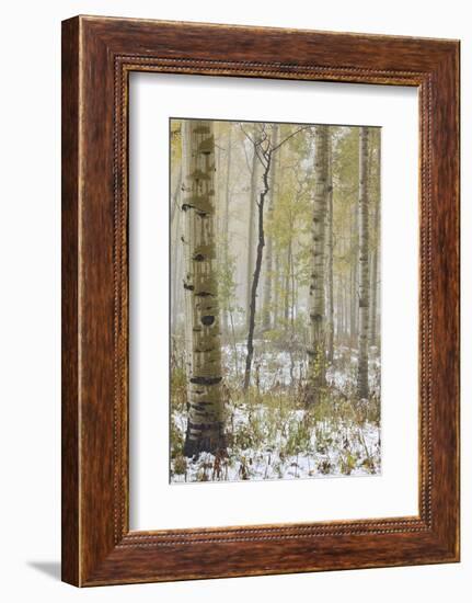 Aspens in the Fall in Fog, Grand Mesa National Forest, Colorado-James Hager-Framed Photographic Print