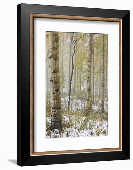 Aspens in the Fall in Fog, Grand Mesa National Forest, Colorado-James Hager-Framed Photographic Print