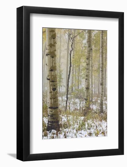 Aspens in the Fall in Fog, Grand Mesa National Forest, Colorado-James Hager-Framed Photographic Print
