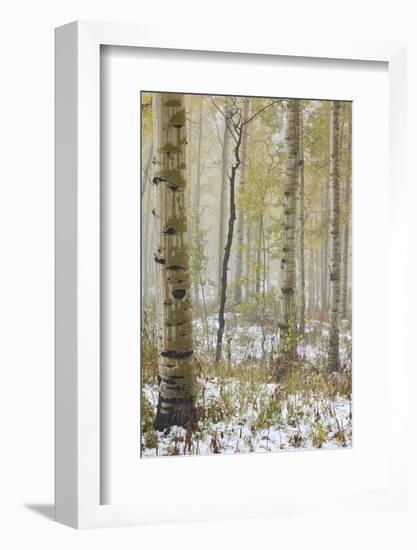 Aspens in the Fall in Fog, Grand Mesa National Forest, Colorado-James Hager-Framed Photographic Print