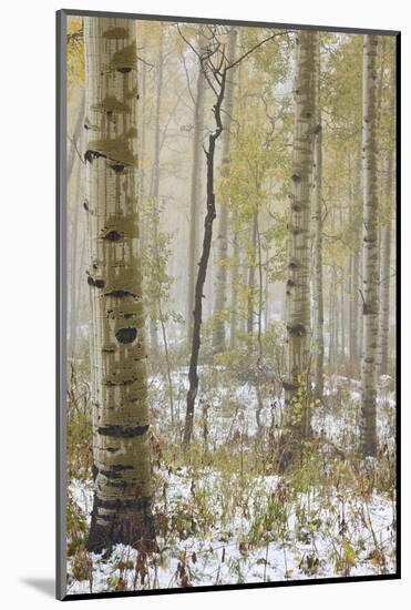 Aspens in the Fall in Fog, Grand Mesa National Forest, Colorado-James Hager-Mounted Photographic Print