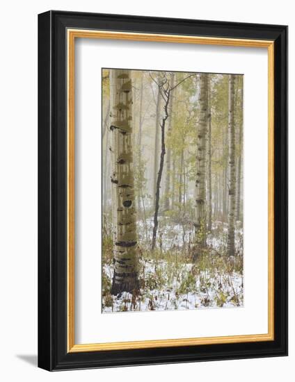 Aspens in the Fall in Fog, Grand Mesa National Forest, Colorado-James Hager-Framed Photographic Print