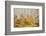Aspens in White River National Forest Colorado, USA-Charles Gurche-Framed Photographic Print