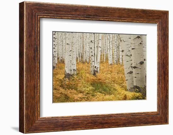 Aspens in White River National Forest Colorado, USA-Charles Gurche-Framed Photographic Print