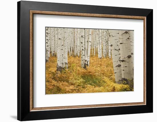 Aspens in White River National Forest Colorado, USA-Charles Gurche-Framed Photographic Print