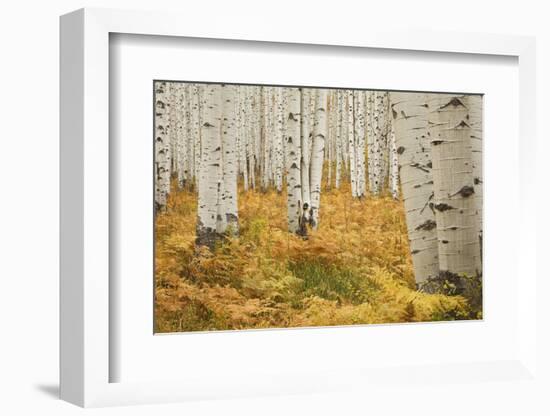 Aspens in White River National Forest Colorado, USA-Charles Gurche-Framed Photographic Print