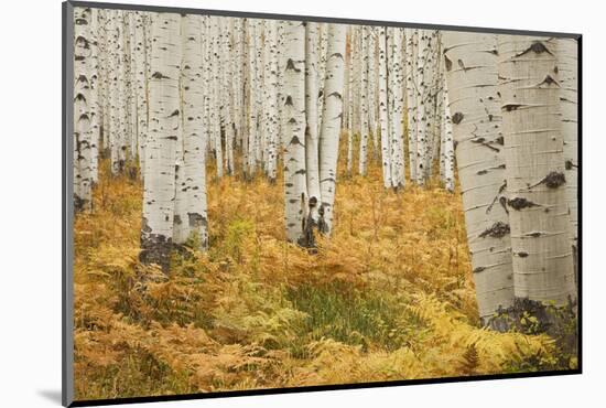 Aspens in White River National Forest Colorado, USA-Charles Gurche-Mounted Photographic Print