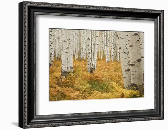 Aspens in White River National Forest Colorado, USA-Charles Gurche-Framed Photographic Print