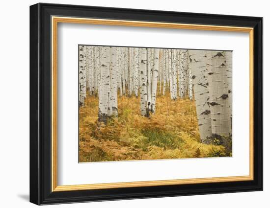 Aspens in White River National Forest Colorado, USA-Charles Gurche-Framed Photographic Print