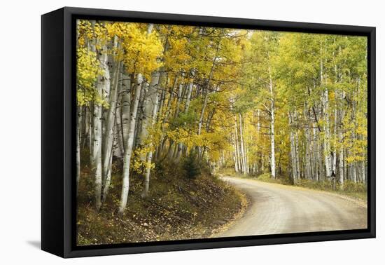 Aspens Lining Kebler Pass Road-Darrell Gulin-Framed Premier Image Canvas