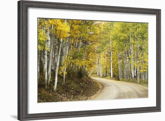 Aspens Lining Kebler Pass Road-Darrell Gulin-Framed Photographic Print