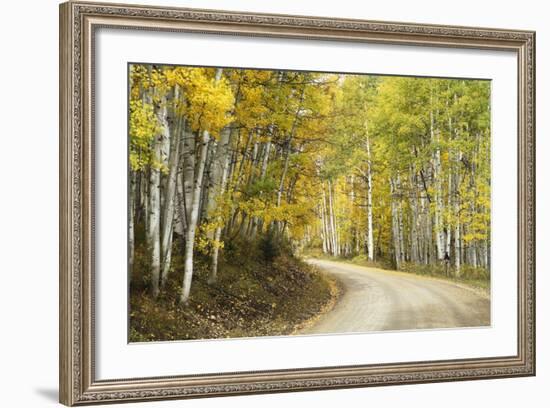 Aspens Lining Kebler Pass Road-Darrell Gulin-Framed Photographic Print