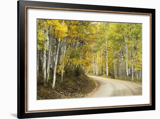 Aspens Lining Kebler Pass Road-Darrell Gulin-Framed Photographic Print