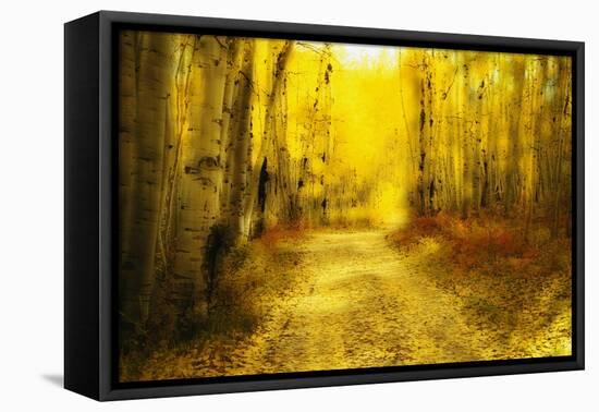 Aspens Lining Road Along Kebler Pass-Darrell Gulin-Framed Premier Image Canvas