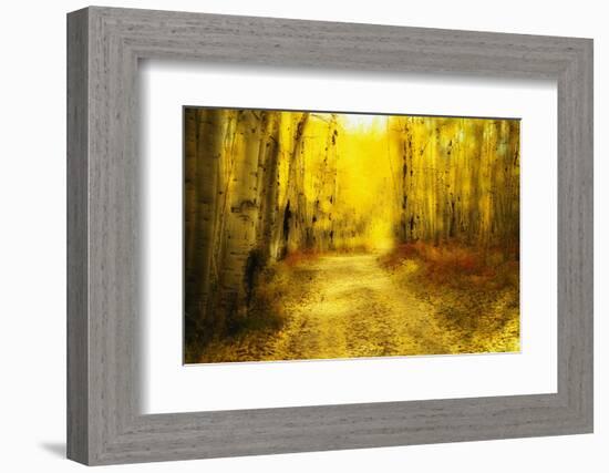 Aspens Lining Road Along Kebler Pass-Darrell Gulin-Framed Photographic Print