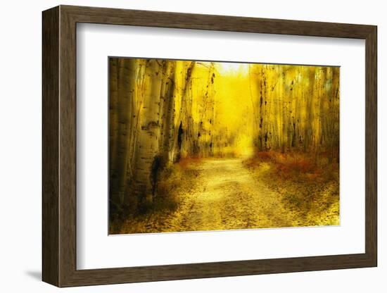 Aspens Lining Road Along Kebler Pass-Darrell Gulin-Framed Photographic Print