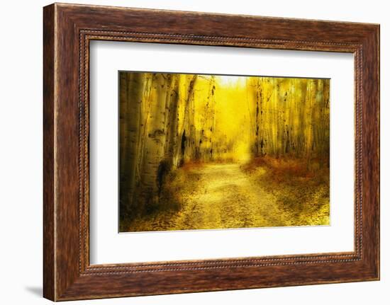 Aspens Lining Road Along Kebler Pass-Darrell Gulin-Framed Photographic Print