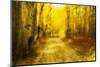 Aspens Lining Road Along Kebler Pass-Darrell Gulin-Mounted Photographic Print