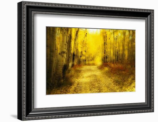 Aspens Lining Road Along Kebler Pass-Darrell Gulin-Framed Photographic Print