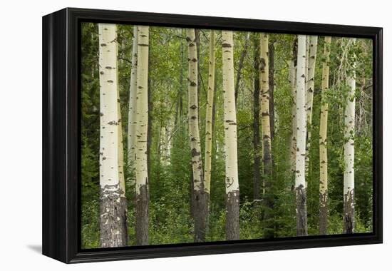 Aspens, Muleshoe, Banff National Park, Alberta, Canada-Michel Hersen-Framed Premier Image Canvas