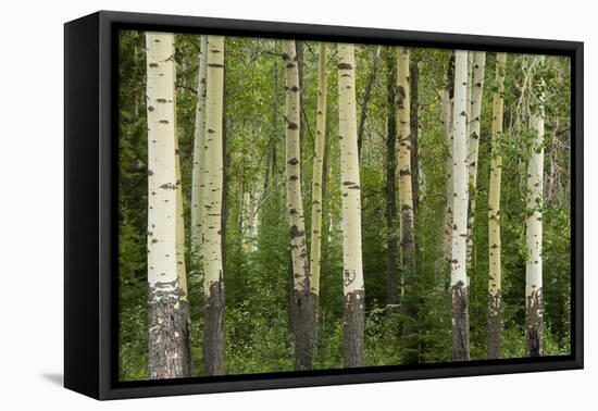 Aspens, Muleshoe, Banff National Park, Alberta, Canada-Michel Hersen-Framed Premier Image Canvas