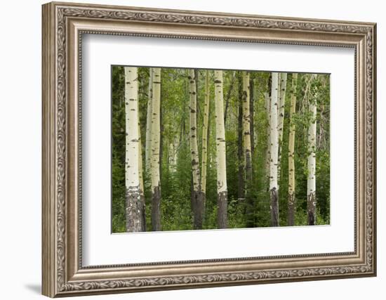 Aspens, Muleshoe, Banff National Park, Alberta, Canada-Michel Hersen-Framed Photographic Print