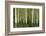 Aspens, Muleshoe, Banff National Park, Alberta, Canada-Michel Hersen-Framed Photographic Print