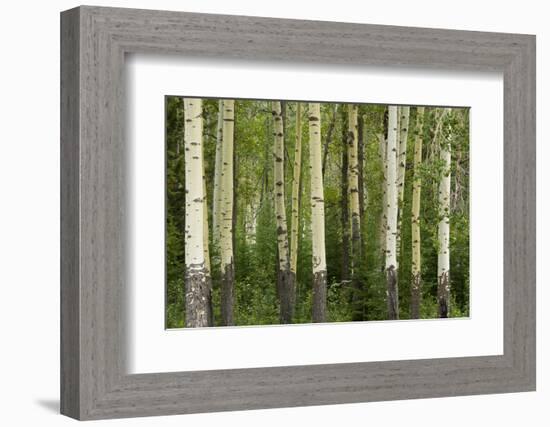 Aspens, Muleshoe, Banff National Park, Alberta, Canada-Michel Hersen-Framed Photographic Print