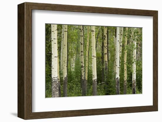 Aspens, Muleshoe, Banff National Park, Alberta, Canada-Michel Hersen-Framed Photographic Print