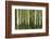 Aspens, Muleshoe, Banff National Park, Alberta, Canada-Michel Hersen-Framed Photographic Print