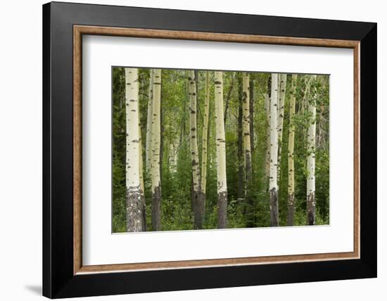 Aspens, Muleshoe, Banff National Park, Alberta, Canada-Michel Hersen-Framed Photographic Print