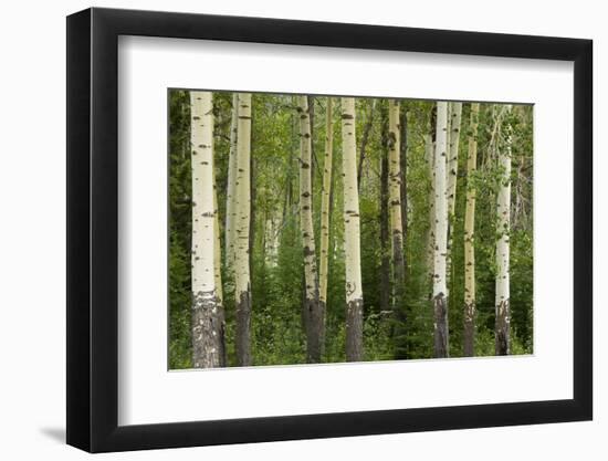 Aspens, Muleshoe, Banff National Park, Alberta, Canada-Michel Hersen-Framed Photographic Print