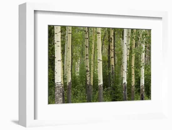 Aspens, Muleshoe, Banff National Park, Alberta, Canada-Michel Hersen-Framed Photographic Print