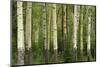 Aspens, Muleshoe, Banff National Park, Alberta, Canada-Michel Hersen-Mounted Photographic Print